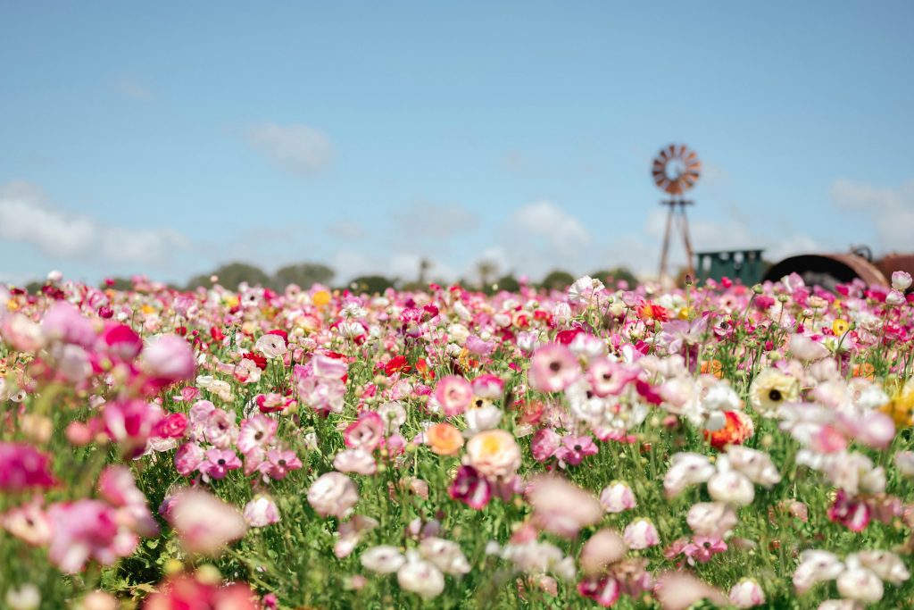 Fleurs paysage Jagolipette